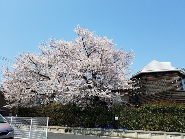 IMG_20190406_111423.jpg