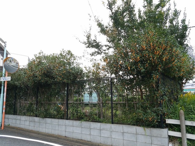 IMG_20191017_062033.jpg